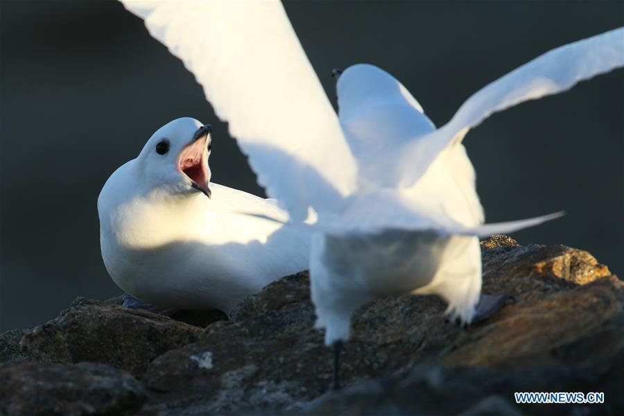 Snow petrels are seen near the Zhongshan station in Antarctica, Dec. 10, 2018. China\'s research icebreaker Xuelong, also known as the Snow Dragon, is now 44 kilometers away from the Zhongshan station. Unloading operations have been carried out after the transportation routes were determined. (Xinhua/Liu Shiping)