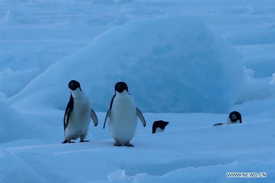 Adelie penguins are seen near China\'s research icebreaker Xuelong in Antarctica, Dec. 2, 2018. China\'s research icebreaker Xuelong, also known as the Snow Dragon, is now 44 kilometers away from the Zhongshan station. Unloading operations have been carried out after the transportation routes were determined. (Xinhua/Liu Shiping)