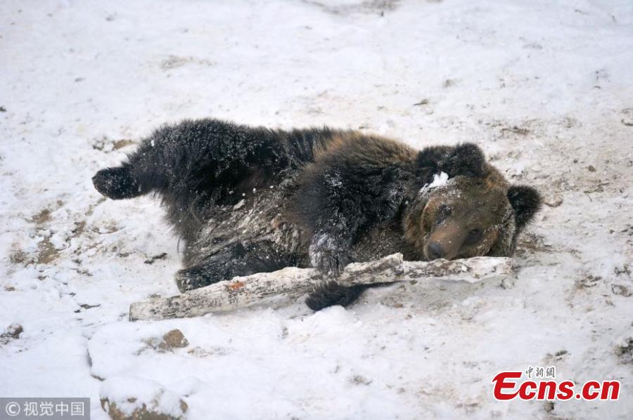 One of five brown bear cubs plays in the snow with a wooden stick at a forest park in Qingdao City, East China’s Shandong Province, Dec. 11, 2018. (Photo/VCG)