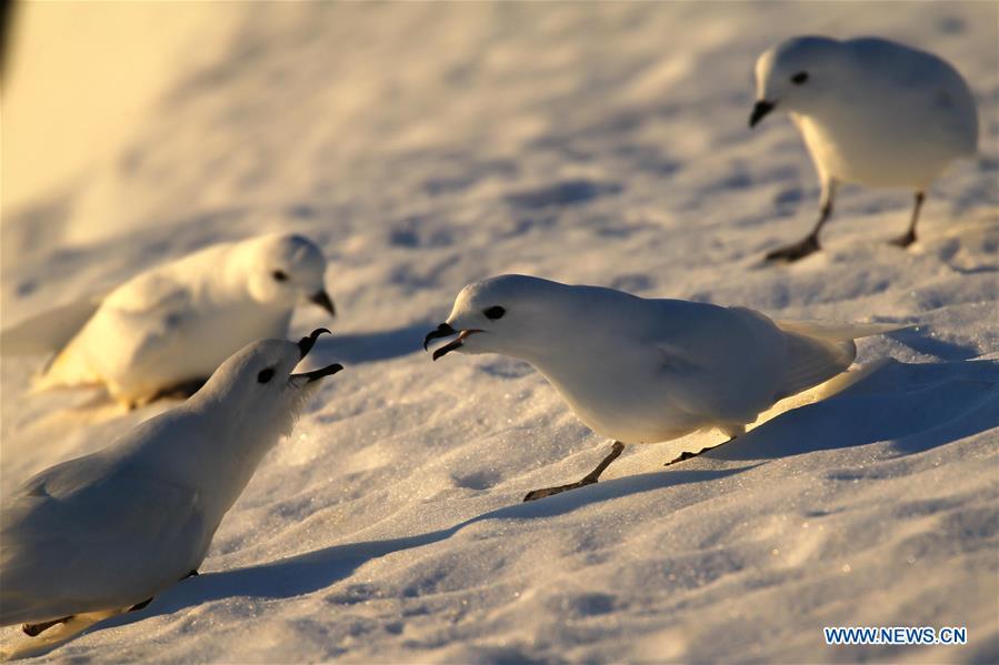 Snow petrels are seen near the Zhongshan station in Antarctica, Dec. 10, 2018. China\'s research icebreaker Xuelong, also known as the Snow Dragon, is now 44 kilometers away from the Zhongshan station. Unloading operations have been carried out after the transportation routes were determined. (Xinhua/Liu Shiping)