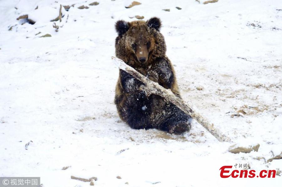 One of five brown bear cubs plays in the snow with a wooden stick at a forest park in Qingdao City, East China’s Shandong Province, Dec. 11, 2018. (Photo/VCG)