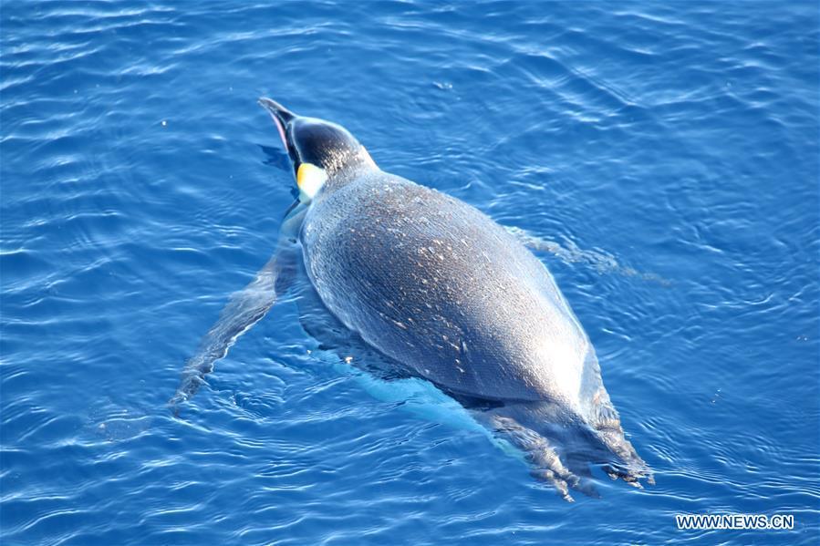 An emperor penguin swims near China\'s research icebreaker Xuelong in Antarctica, Dec. 5, 2018. China\'s research icebreaker Xuelong, also known as the Snow Dragon, is now 44 kilometers away from the Zhongshan station. Unloading operations have been carried out after the transportation routes were determined. (Xinhua/Liu Shiping)