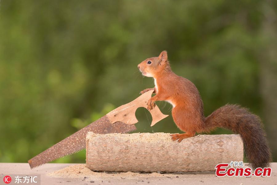 <?php echo strip_tags(addslashes(A wild squirrel uses a tiny saw to cut up sticks. The surreal pictures show the squirrels hard at work cutting the stick into tiny logs before wheeling them from their pile over to the stove.(Photo/IC))) ?>