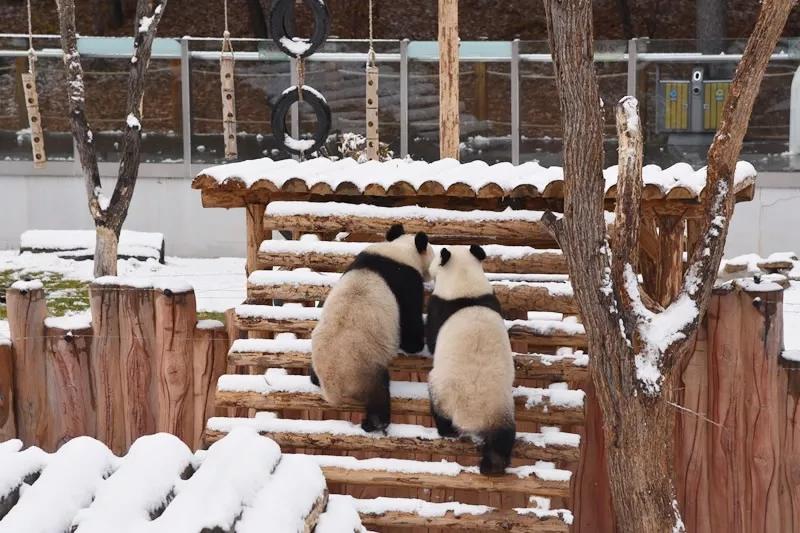 Chuxin and Muyun play in the snow-covered Siberian Tiger Park in Changchun city, capital of Northeast China\'s Jilin province. [Photo by Zhang Meng for chinadaily.com.cn]