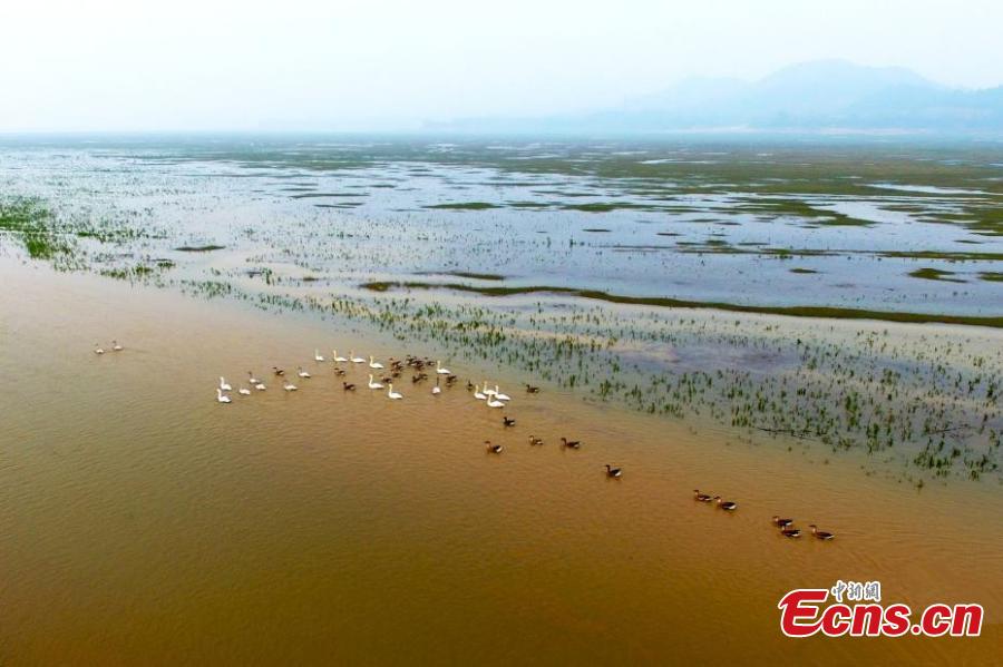 Migratory birds arrive at Poyang Lake for the winter in Duchang County, East China’s Jiangxi Province, Dec. 13, 2018. Poyang Lake, the largest freshwater lake in China, is an important wetland area and the largest migratory bird habitat in Asia in winter, attracting Siberian cranes and white-naped cranes, among other birds. (Photo: China News Service/Liu Zhankun)