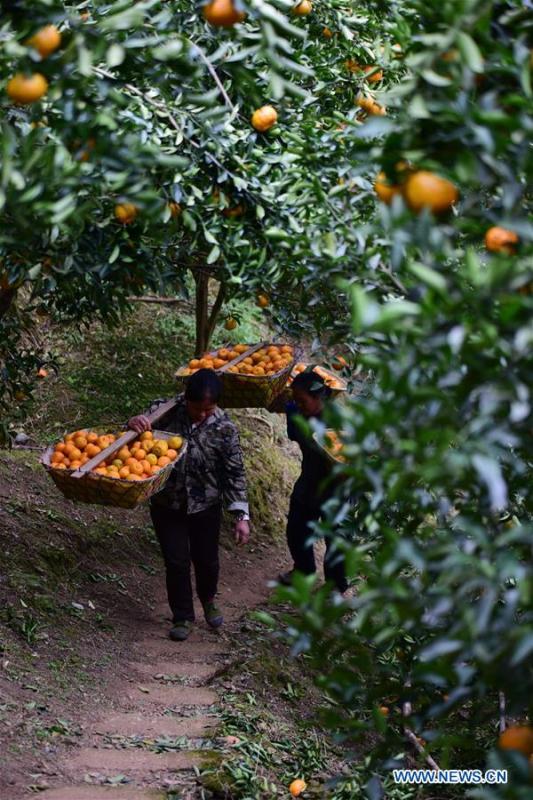 <?php echo strip_tags(addslashes(Farmers carry ponkans, a kind of orange, at Fangsheng Village of Danzhai County of Qiandongnan Miao and Dong Autonomous Prefecture, southwest China's Guizhou Province, Dec. 13, 2018. Fangsheng Village has been known as a 