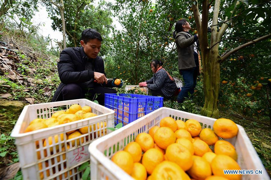 Farmers trim trees of ponkan, a kind of orange, at Fangsheng Village of Danzhai County of Qiandongnan Miao and Dong Autonomous Prefecture, southwest China\'s Guizhou Province, Dec. 13, 2018. Fangsheng Village has been known as a \