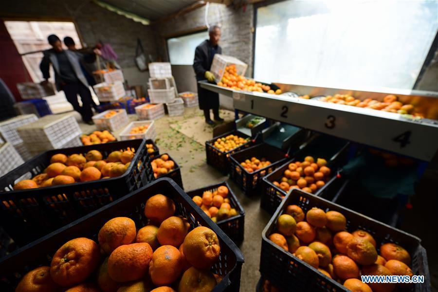 <?php echo strip_tags(addslashes(Farmers sort ponkans, a kind of orange, at Fangsheng Village of Danzhai County of Qiandongnan Miao and Dong Autonomous Prefecture, southwest China's Guizhou Province, Dec. 13, 2018. Fangsheng Village has been known as a 