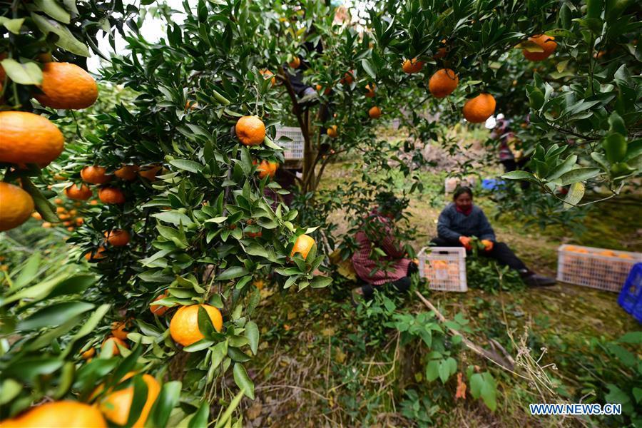 <?php echo strip_tags(addslashes(Farmers pick ponkans, a kind of orange, at Fangsheng Village of Danzhai County of Qiandongnan Miao and Dong Autonomous Prefecture, southwest China's Guizhou Province, Dec. 13, 2018. Fangsheng Village has been known as a 