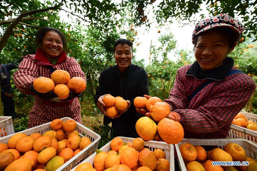 Farmers display ponkans, a kind of orange, at Fangsheng Village of Danzhai County of Qiandongnan Miao and Dong Autonomous Prefecture, southwest China\'s Guizhou Province, Dec. 13, 2018. Fangsheng Village has been known as a \