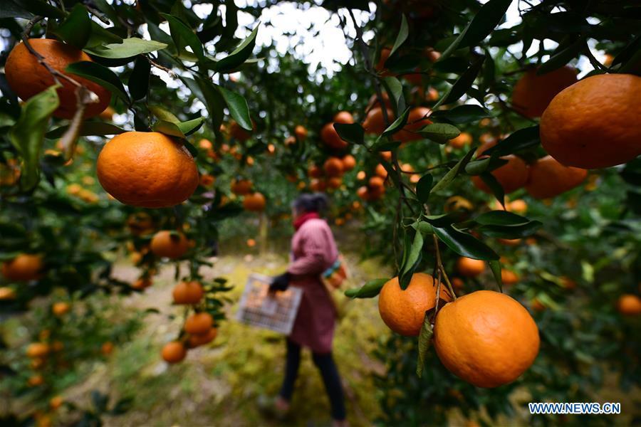 A farmer carries a box of ponkans, a kind of orange, at Fangsheng Village of Danzhai County of Qiandongnan Miao and Dong Autonomous Prefecture, southwest China\'s Guizhou Province, Dec. 13, 2018. Fangsheng Village has been known as a \