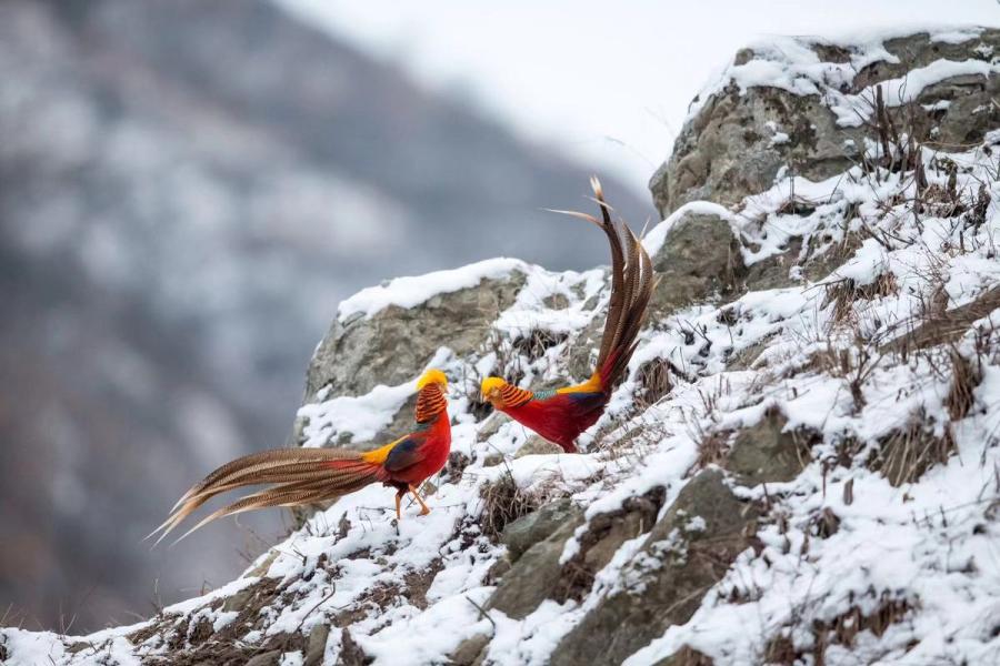 <?php echo strip_tags(addslashes(Golden pheasants, a bird species listed as a second-level protected wild animal, were seen by photographers in a snowy field in Sanmenxia city, Central China's Henan Province. (Photo by Zhang Rongfang for chinadaily.com.cn))) ?>