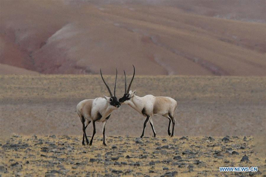 Two Tibetan antelopes are seen in the wilderness of Qiangtang National Nature Reserve, southwest China\'s Tibet Autonomous Region, Dec. 14, 2018. Habitat status of the reserve\'s wild animals saw substantial improvement after adequate environmental protection measures were taken. (Xinhua/Zhang Rufeng)