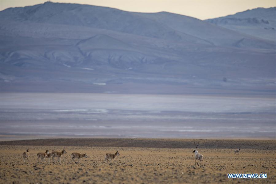 Tibetan antelopes are seen in the wilderness of Qiangtang National Nature Reserve, southwest China\'s Tibet Autonomous Region, Dec. 14, 2018. Habitat status of the reserve\'s wild animals saw substantial improvement after adequate environmental protection measures were taken. (Xinhua/Zhang Rufeng)