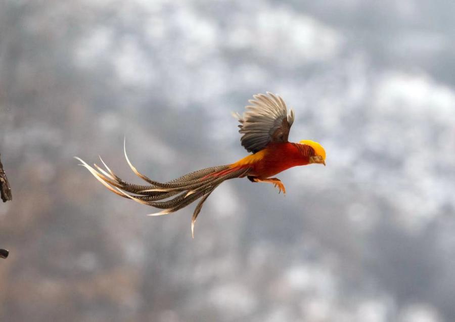 Golden pheasants, a bird species listed as a second-level protected wild animal, were seen by photographers in a snowy field in Sanmenxia city, Central China\'s Henan Province. (Photo by Zhang Rongfang for chinadaily.com.cn)

Photographers in a snowy field in Sanmenxia city, Central China\'s Henan Province, captured golden pheasants, a bird species listed as a second-level protected wild animal.

The bird is also known as the \