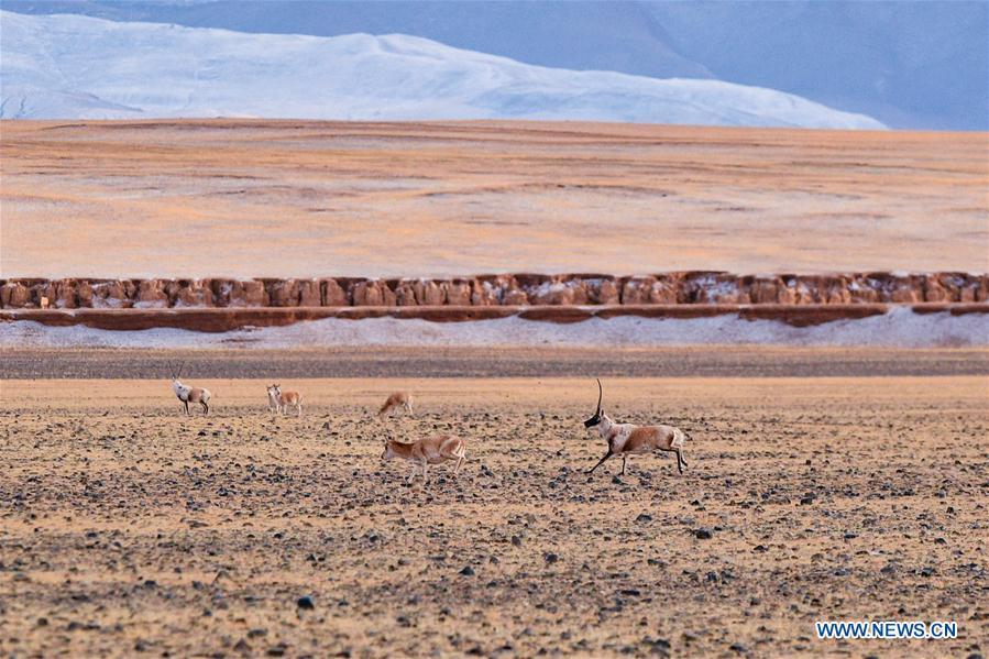 Tibetan antelopes are seen in the wilderness of Qiangtang National Nature Reserve, southwest China\'s Tibet Autonomous Region, Dec. 14, 2018. Habitat status of the reserve\'s wild animals saw substantial improvement after adequate environmental protection measures were taken. (Xinhua/Zhang Rufeng)