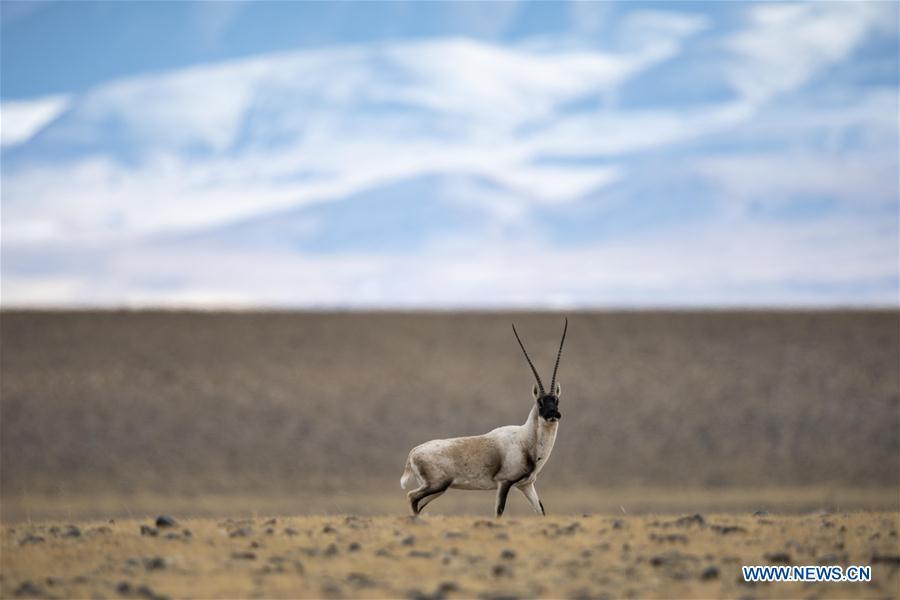 An adult Tibetan antelope is seen in the wilderness of Qiangtang National Nature Reserve, southwest China\'s Tibet Autonomous Region, Dec. 14, 2018. Habitat status of the reserve\'s wild animals saw substantial improvement after adequate environmental protection measures were taken. (Xinhua/Zhang Rufeng)