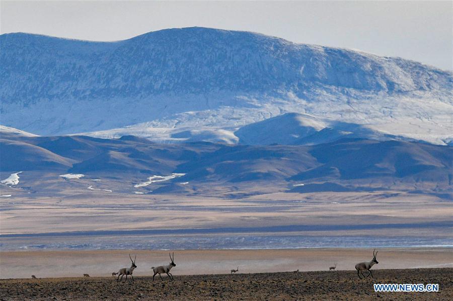 Tibetan antelopes are seen in the wilderness of Qiangtang National Nature Reserve, southwest China\'s Tibet Autonomous Region, Dec. 14, 2018. Habitat status of the reserve\'s wild animals saw substantial improvement after adequate environmental protection measures were taken. (Xinhua/Zhang Rufeng)