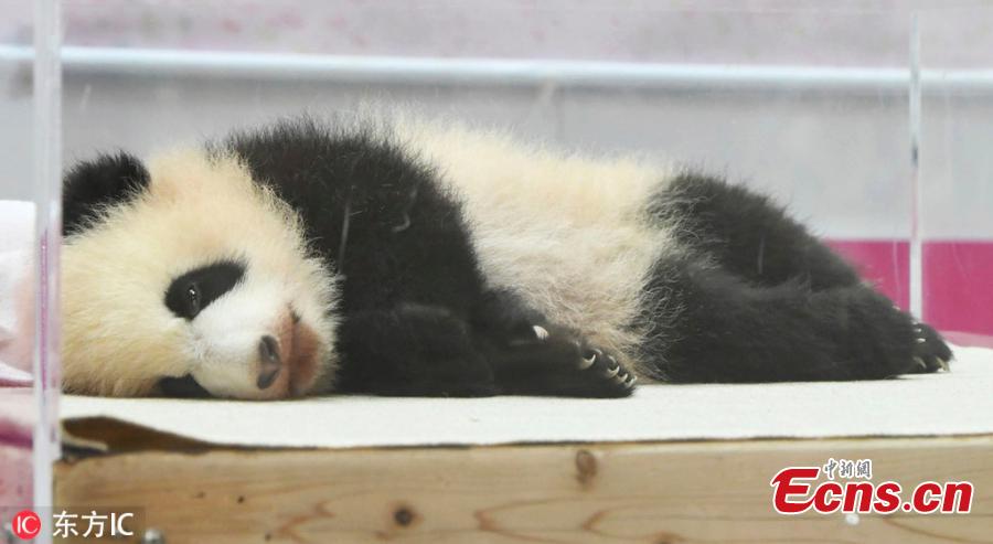 The name of a baby giant panda is announced as \