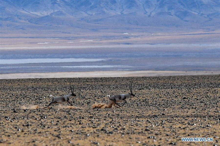 Two Tibetan antelopes gallop in the wilderness of Qiangtang National Nature Reserve, southwest China\'s Tibet Autonomous Region, Dec. 14, 2018. Habitat status of the reserve\'s wild animals saw substantial improvement after adequate environmental protection measures were taken. (Xinhua/Zhang Rufeng)