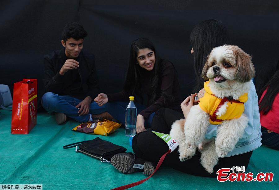 India\'s biggest pet festival Pet Fed in Delhi on Dec. 15 and 16, 2018. The festival included fashion show, security dog show, adoption camp and other activities. The 5th edition of Pet Fed focused on encouraging people into adopting Indie breeds of dogs and cats. (Photo/Agencies)