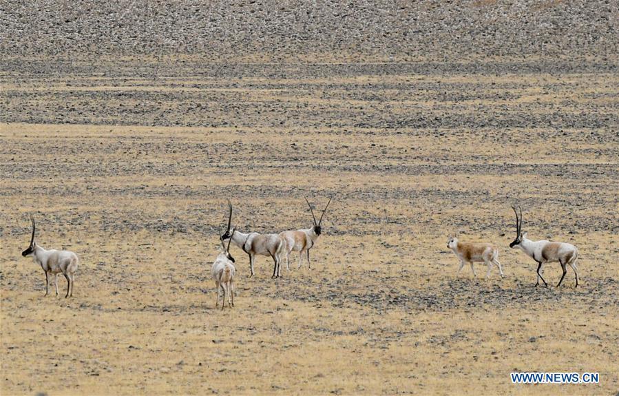 Tibetan antelopes are seen in the wilderness of Qiangtang National Nature Reserve, southwest China\'s Tibet Autonomous Region, Dec. 14, 2018. Habitat status of the reserve\'s wild animals saw substantial improvement after adequate environmental protection measures were taken. (Xinhua/Zhang Rufeng)