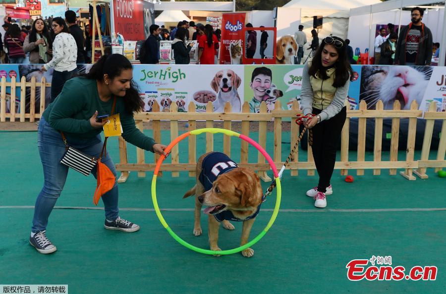 India\'s biggest pet festival Pet Fed in Delhi on Dec. 15 and 16, 2018. The festival included fashion show, security dog show, adoption camp and other activities. The 5th edition of Pet Fed focused on encouraging people into adopting Indie breeds of dogs and cats. (Photo/Agencies)