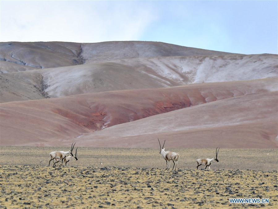 Tibetan antelopes are seen in the wilderness of Qiangtang National Nature Reserve, southwest China\'s Tibet Autonomous Region, Dec. 14, 2018. Habitat status of the reserve\'s wild animals saw substantial improvement after adequate environmental protection measures were taken. (Xinhua/Zhang Rufeng)