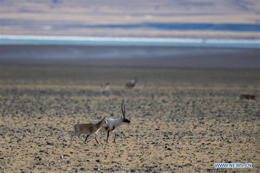 An adult Tibetan antelope and its offspring are seen in the wilderness of Qiangtang National Nature Reserve, southwest China\'s Tibet Autonomous Region, Dec. 14, 2018. Habitat status of the reserve\'s wild animals saw substantial improvement after adequate environmental protection measures were taken. (Xinhua/Zhang Rufeng)