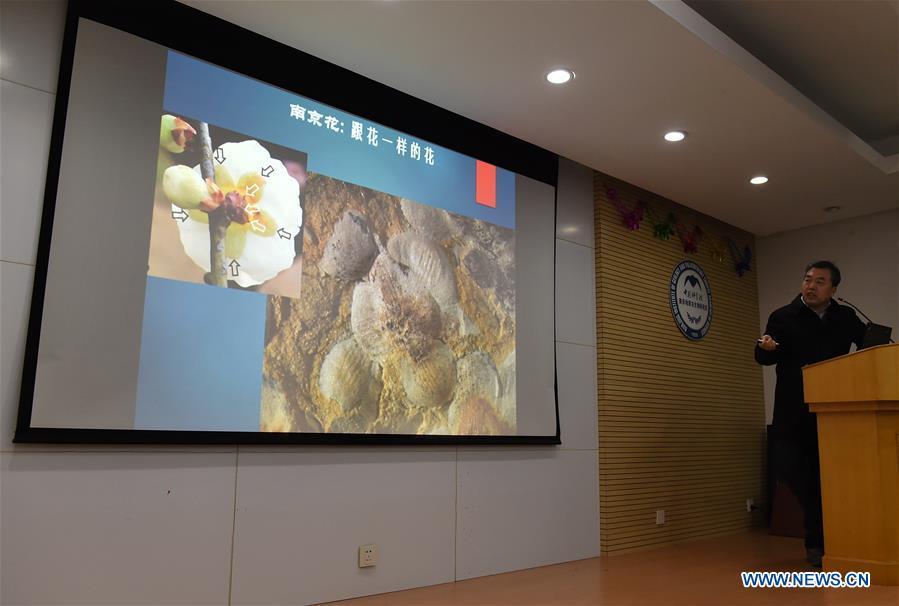 Researcher Wang Xin compares the fossil flower with the current flower at a press conference at Nanjing Institute of Geology and Palaeontology in Nanjing, east China\'s Jiangsu Province, Dec. 18, 2018. Scientists have found new evidence of the world\'s earliest fossil flower from specimens unearthed in the eastern China city of Nanjing, dating the origin of flowering plants to 174 million years ago, or the Early Jurassic. An international research team led by scientists from the Nanjing Institute of Geology and Palaeontology has made an observation of the specimens, which contain 198 individual flowers preserved on 34 slabs. They named the flower, which has four to five petals and looks like modern plum blossom, Nanjinganthus. The research pushed the origin of flowering plants 50 million years earlier than the record of previously available fossils, which suggested flowering plants appeared about 125 million years ago in the Cretaceous, an era during which many insects such as bees appeared. The Early Jurassic is known as the period that saw dinosaurs dominating the planet. The discovery reshapes the current understanding of the evolution of flowers. (Xinhua/Sun Can)