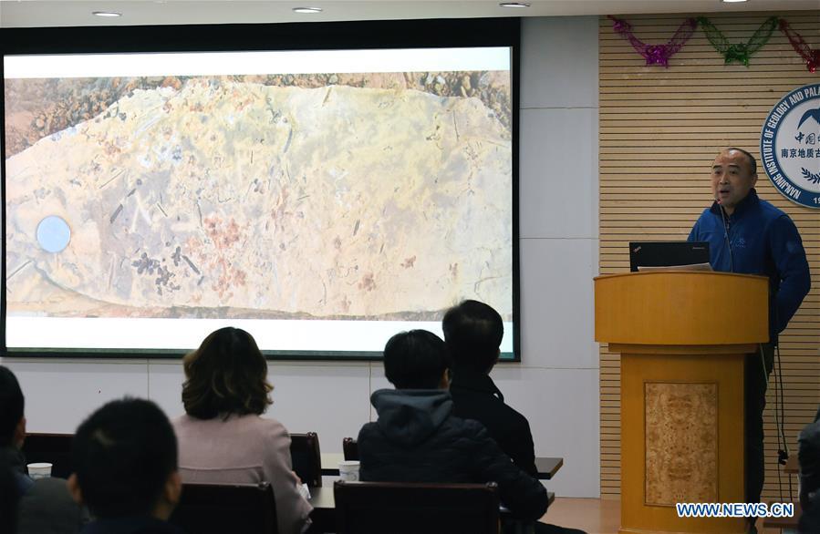 Fu Qiang, a researcher at Nanjing Institute of Geology and Palaeontology, introduces the excavation of the fossil flowers at Nanjing Institute of Geology and Palaeontology in Nanjing, east China\'s Jiangsu Province, Dec. 18, 2018. Scientists have found new evidence of the world\'s earliest fossil flower from specimens unearthed in the eastern China city of Nanjing, dating the origin of flowering plants to 174 million years ago, or the Early Jurassic. An international research team led by scientists from the Nanjing Institute of Geology and Palaeontology has made an observation of the specimens, which contain 198 individual flowers preserved on 34 slabs. They named the flower, which has four to five petals and looks like modern plum blossom, Nanjinganthus. The research pushed the origin of flowering plants 50 million years earlier than the record of previously available fossils, which suggested flowering plants appeared about 125 million years ago in the Cretaceous, an era during which many insects such as bees appeared. The Early Jurassic is known as the period that saw dinosaurs dominating the planet. The discovery reshapes the current understanding of the evolution of flowers. (Xinhua/Sun Can)
