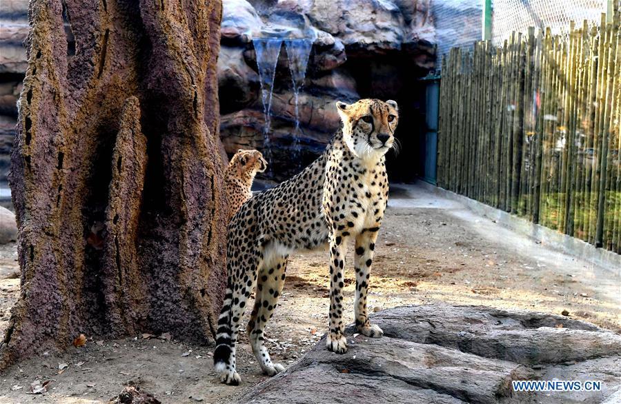 Cheetahs are seen in the Zhengzhou Zoo in Zhengzhou, capital of central China\'s Henan Province, Dec. 18, 2018. Zhengzhou Zoo has welcomed five couples of cheetahs from South Africa for the first time recently. (Xinhua/Li An)