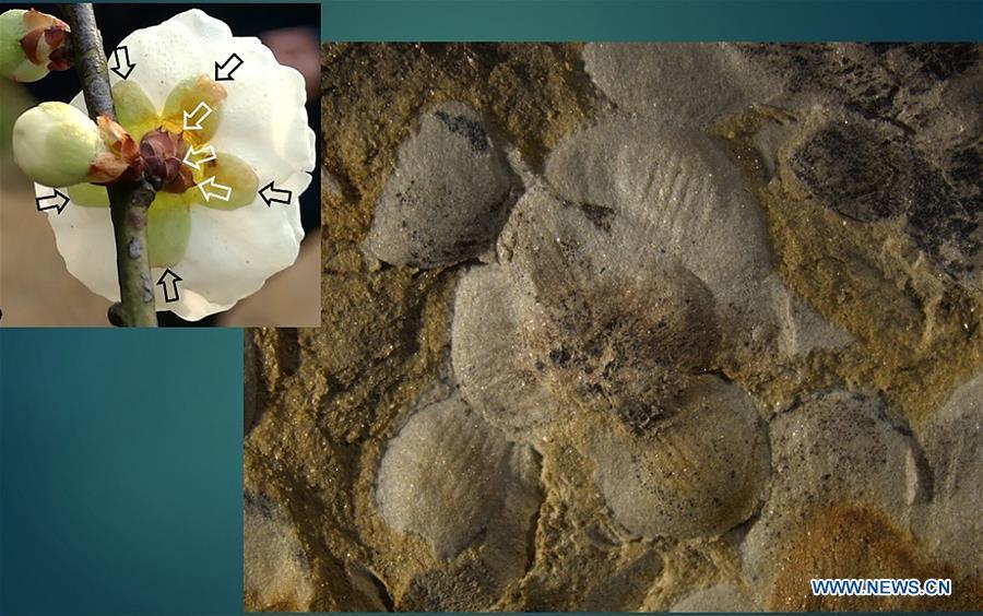 Fossil flowers are compared with the current flowers at Nanjing Institute of Geology and Palaeontology in Nanjing, east China\'s Jiangsu Province, Dec. 18, 2018. Scientists have found new evidence of the world\'s earliest fossil flower from specimens unearthed in the eastern China city of Nanjing, dating the origin of flowering plants to 174 million years ago, or the Early Jurassic. An international research team led by scientists from the Nanjing Institute of Geology and Palaeontology has made an observation of the specimens, which contain 198 individual flowers preserved on 34 slabs. They named the flower, which has four to five petals and looks like modern plum blossom, Nanjinganthus. The research pushed the origin of flowering plants 50 million years earlier than the record of previously available fossils, which suggested flowering plants appeared about 125 million years ago in the Cretaceous, an era during which many insects such as bees appeared. The Early Jurassic is known as the period that saw dinosaurs dominating the planet. The discovery reshapes the current understanding of the evolution of flowers. (Xinhua/Sun Can)