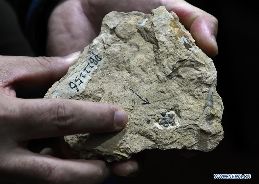 A researcher shows the flower fossils at Nanjing Institute of Geology and Palaeontology in Nanjing, east China\'s Jiangsu Province, Dec. 18, 2018. Scientists have found new evidence of the world\'s earliest fossil flower from specimens unearthed in the eastern China city of Nanjing, dating the origin of flowering plants to 174 million years ago, or the Early Jurassic. An international research team led by scientists from the Nanjing Institute of Geology and Palaeontology has made an observation of the specimens, which contain 198 individual flowers preserved on 34 slabs. They named the flower, which has four to five petals and looks like modern plum blossom, Nanjinganthus. The research pushed the origin of flowering plants 50 million years earlier than the record of previously available fossils, which suggested flowering plants appeared about 125 million years ago in the Cretaceous, an era during which many insects such as bees appeared. The Early Jurassic is known as the period that saw dinosaurs dominating the planet. The discovery reshapes the current understanding of the evolution of flowers. (Xinhua/Sun Can)