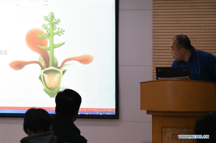 Fu Qiang, a researcher at Nanjing Institute of Geology and Palaeontology, shows the restored picture of the fossil flower at a press conference at the institute in Nanjing, east China\'s Jiangsu Province, Dec. 18, 2018. Scientists have found new evidence of the world\'s earliest fossil flower from specimens unearthed in the eastern China city of Nanjing, dating the origin of flowering plants to 174 million years ago, or the Early Jurassic. An international research team led by scientists from the Nanjing Institute of Geology and Palaeontology has made an observation of the specimens, which contain 198 individual flowers preserved on 34 slabs. They named the flower, which has four to five petals and looks like modern plum blossom, Nanjinganthus. The research pushed the origin of flowering plants 50 million years earlier than the record of previously available fossils, which suggested flowering plants appeared about 125 million years ago in the Cretaceous, an era during which many insects such as bees appeared. The Early Jurassic is known as the period that saw dinosaurs dominating the planet. The discovery reshapes the current understanding of the evolution of flowers. (Xinhua/Sun Can)