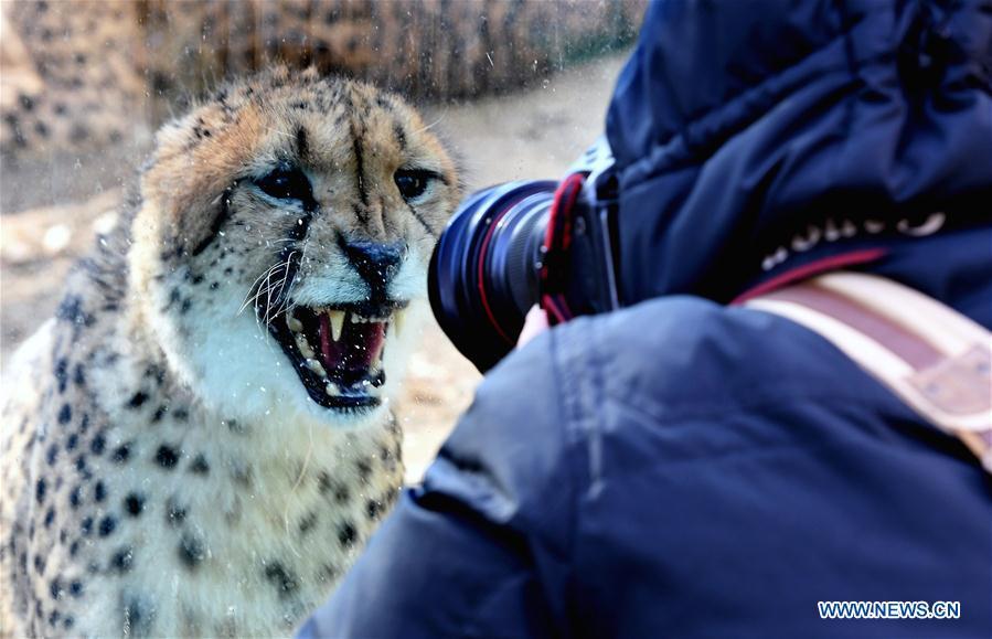 A visitor takes photos of a cheetah at the Zhengzhou Zoo in Zhengzhou, capital of central China\'s Henan Province, Dec. 18, 2018. Zhengzhou Zoo has welcomed five couples of cheetahs from South Africa for the first time recently. (Xinhua/Li An)