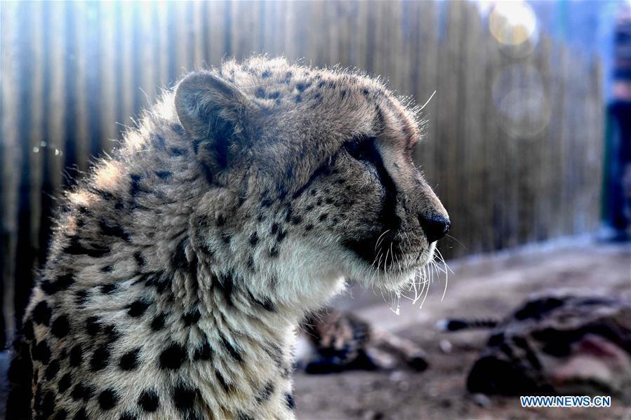 A cheetah is seen in the Zhengzhou Zoo in Zhengzhou, capital of central China\'s Henan Province, Dec. 18, 2018. Zhengzhou Zoo has welcomed five couples of cheetahs from South Africa for the first time recently. (Xinhua/Li An)