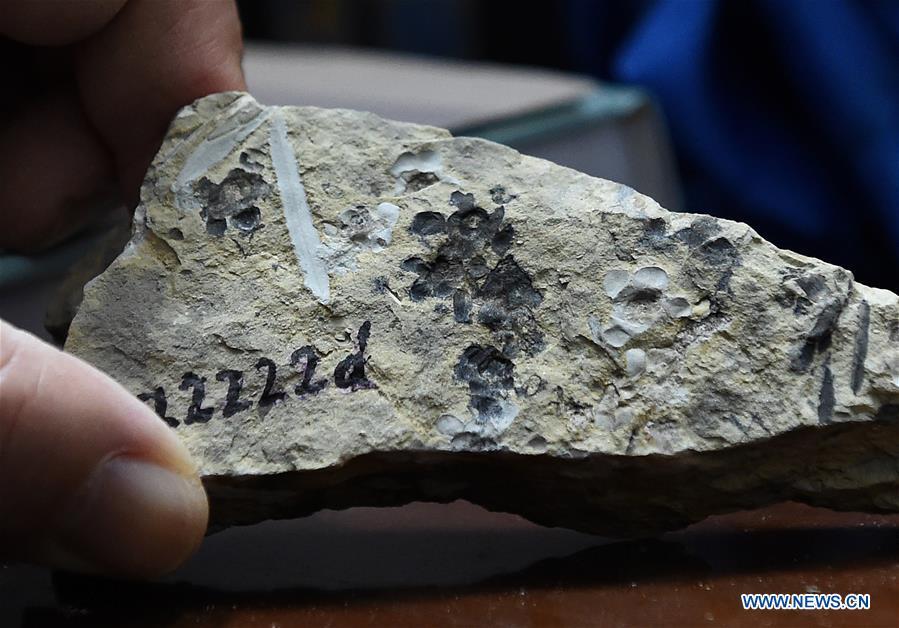 A researcher shows the flower fossils at Nanjing Institute of Geology and Palaeontology in Nanjing, east China\'s Jiangsu Province, Dec. 18, 2018. Scientists have found new evidence of the world\'s earliest fossil flower from specimens unearthed in the eastern China city of Nanjing, dating the origin of flowering plants to 174 million years ago, or the Early Jurassic. An international research team led by scientists from the Nanjing Institute of Geology and Palaeontology has made an observation of the specimens, which contain 198 individual flowers preserved on 34 slabs. They named the flower, which has four to five petals and looks like modern plum blossom, Nanjinganthus. The research pushed the origin of flowering plants 50 million years earlier than the record of previously available fossils, which suggested flowering plants appeared about 125 million years ago in the Cretaceous, an era during which many insects such as bees appeared. The Early Jurassic is known as the period that saw dinosaurs dominating the planet. The discovery reshapes the current understanding of the evolution of flowers. (Xinhua/Sun Can)