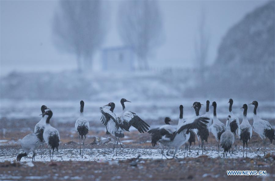 Photo taken on Dec. 18, 2018 shows black-necked cranes in Linzhou County of Lhasa, capital of southwest China\'s Tibet Autonomous Region. Thousands of black-necked cranes have arrived here to spend the winter time. (Xinhua/Purbu Zhaxi)
