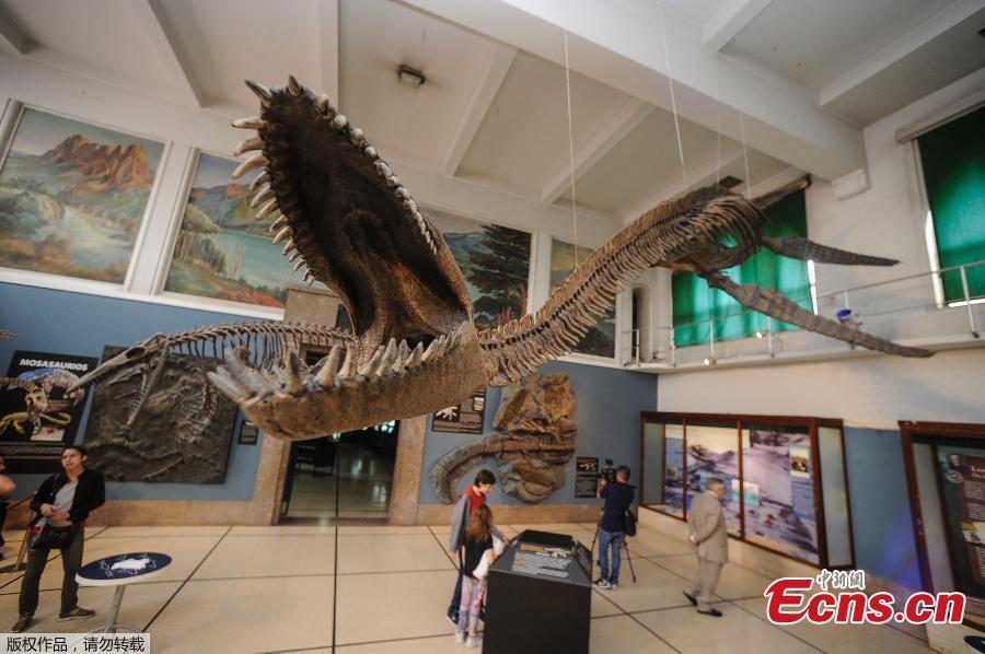 <?php echo strip_tags(addslashes(Replica of a 65-million-year-old skeleton of a plesiosaur marine reptile is displayed in the museum hall at the Bernardino Rivadavia Natural Science Museum in Buenos Aires, Argentina, on Dec. 19, 2018. The fossil is found in Cretaceous period rocks submerged in Lake Argentino at the foot of the Andes mountains.The fossil is nine meters long with each fin measuring 1.3 meters.  (Photo/Agencies))) ?>