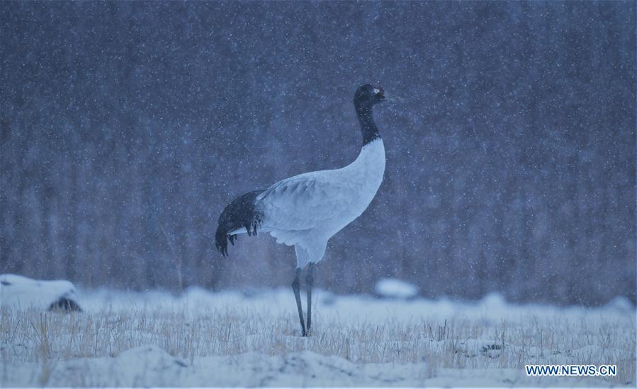 Photo taken on Dec. 18, 2018 shows black-necked cranes in Linzhou County of Lhasa, capital of southwest China\'s Tibet Autonomous Region. Thousands of black-necked cranes have arrived here to spend the winter time. (Xinhua/Purbu Zhaxi)