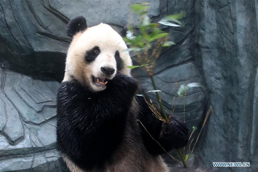 <?php echo strip_tags(addslashes(A giant panda eats bamboo leaves at a panda theme park in Huangshan City, east China's Anhui Province, Dec. 20, 2018. Giant pandas 