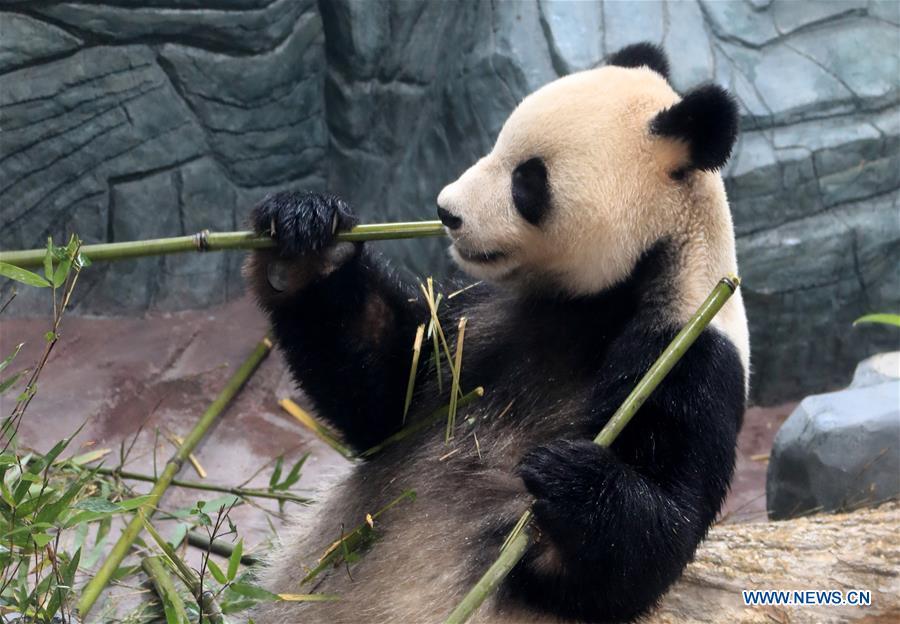 A giant panda eats bamboo shoots at a panda theme park in Huangshan City, east China\'s Anhui Province, Dec. 20, 2018. Giant pandas \