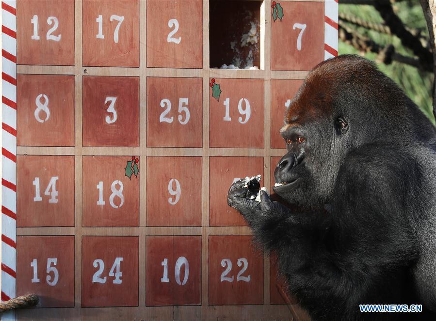 <?php echo strip_tags(addslashes(A gorilla enjoys the treats in a giant advent calendar during an 'Animal Adventures this Christmas' photocall at Zoological Society of London (ZSL) London Zoo, in London, Britain, on Dec. 20, 2018. Zookeepers of the ZSL London Zoo prepared some seasonal surprises for the Zoo's residents to enjoy on Thursday. (Xinhua/Isabel Infantes))) ?>