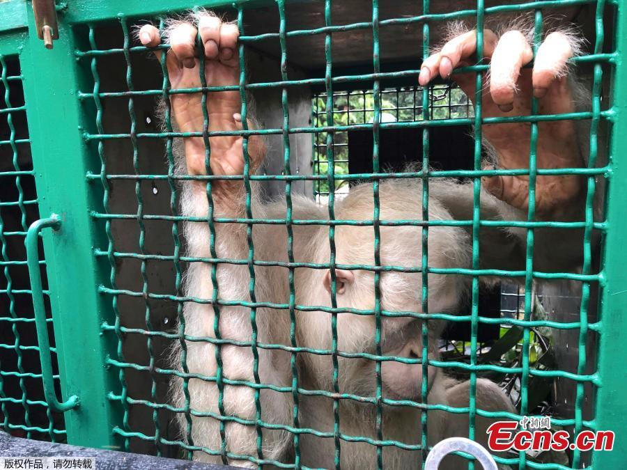 <?php echo strip_tags(addslashes(Alba, an albino orangutan, sits inside a cage before being released at Bukit Baka Bukit Raya National Park in Central Kalimantan, Indonesia, Dec. 19, 2018. The world's only known albino orangutan climbed trees, foraged for food and began building a nest after being released into a remote Borneo jungle more than a year after conservation officials found her starving and dehydrated in an Indonesian village. (Photo/Agencies))) ?>