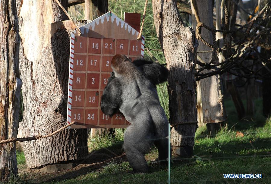 <?php echo strip_tags(addslashes(A gorilla enjoys the treats in a giant advent calendar during an 'Animal Adventures this Christmas' photocall at Zoological Society of London (ZSL) London Zoo, in London, Britain, on Dec. 20, 2018. Zookeepers of the ZSL London Zoo prepared some seasonal surprises for the Zoo's residents to enjoy on Thursday. (Xinhua/Isabel Infantes))) ?>