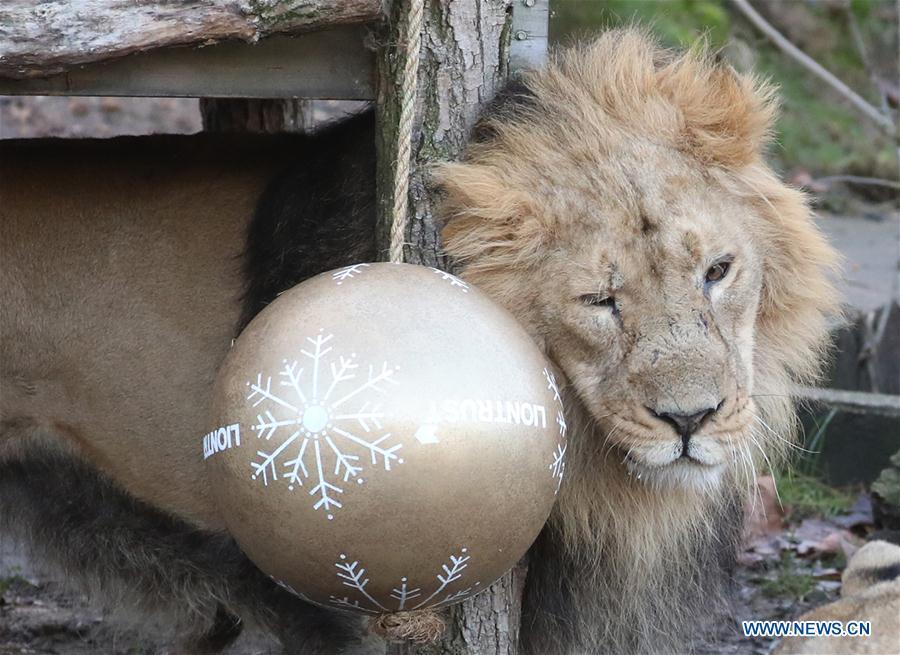 <?php echo strip_tags(addslashes(A lion enjoys 'Christmas pudding', a giant ball scented with classic yuletide spices, during an 'Animal Adventures this Christmas' photocall at Zoological Society of London (ZSL) London Zoo, in London, Britain, on Dec. 20, 2018. Zookeepers of the ZSL London Zoo prepared some seasonal surprises for the Zoo's residents to enjoy on Thursday. (Xinhua/Isabel Infantes))) ?>
