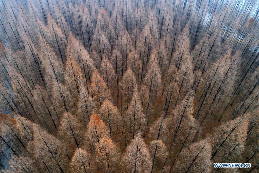 Aerial photo taken on Dec. 22, 2018 shows the scenery of the metasequoia forest in Sihong County of Suqian City, east China\'s Jiangsu Province. (Xinhua/He Jinghua)