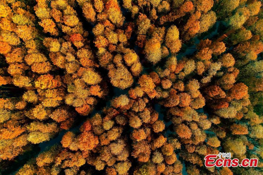 Drone photos show the colorful foliage at Lizhong Water Forest in Taizhou City, East China\'s Jiangsu Province, Dec. 23, 2018. The large artificial forest boasts unique landscape and is home to many bird species. (Photo: China News Service)