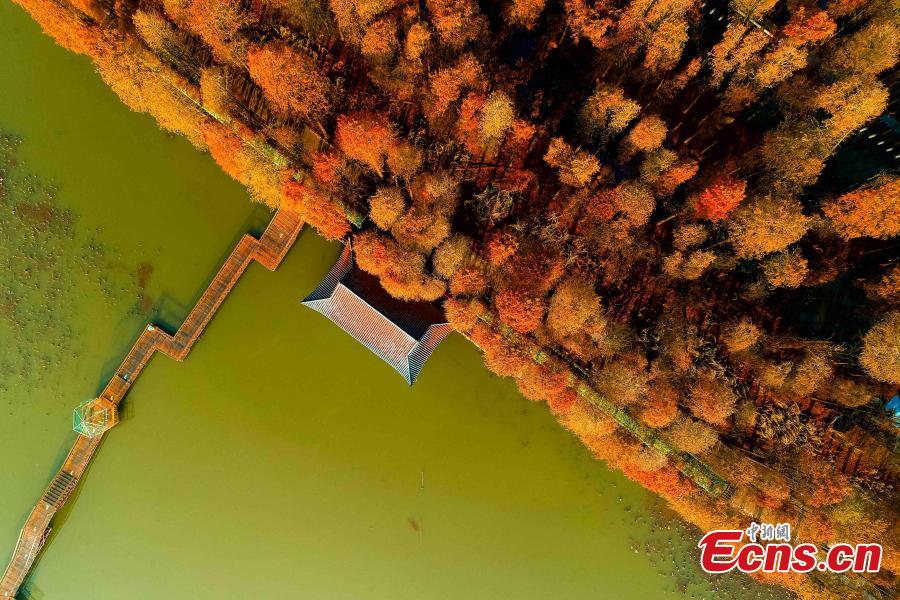 Drone photos show the colorful foliage at Lizhong Water Forest in Taizhou City, East China\'s Jiangsu Province, Dec. 23, 2018. The large artificial forest boasts unique landscape and is home to many bird species. (Photo: China News Service)